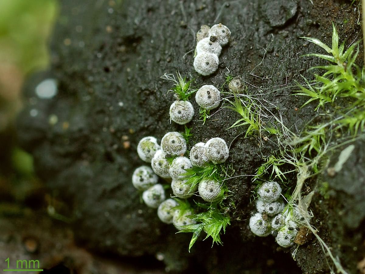 Представитель Семейства Lasiosphaeriaceae